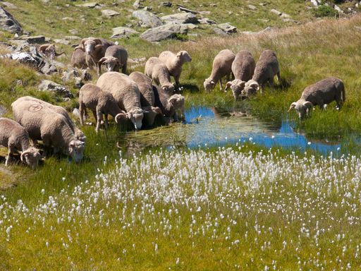 A herd of sheep grazing on a rocky valley in Col de Bellard, Haute Savoie, France