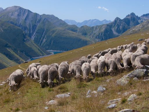 A herd of sheep grazing on the Lac de la Combe trail in Haute Savoie, France