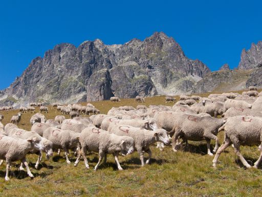 A herd of sheep grazing on the Lac de la Combe trail in Haute Savoie, France