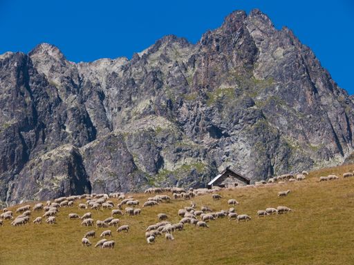 A herd of sheep grazing on the Lac de la Combe trail in Haute Savoie, France