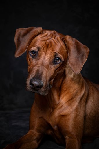 A vertical shot of a brown dog in front of a gray background