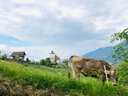 A beautiful shot of a cow in a landscape under the cloudy skies