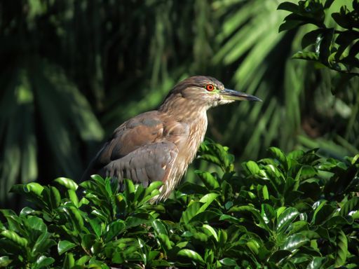 The juvenile black-crowned night heron (Nycticorax nycticorax) in Kowloon Park, Hong Kong