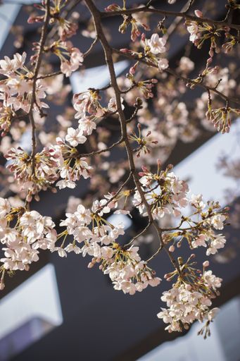 A closeup shot of Japanese cherry blossom  with a traditional Japanese Tori gate in the background