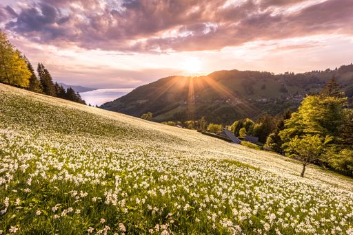 Beautiful sunset with clouds on a fully bloomed narcissus field in spring, in Caux sur Montreux, Switzerland