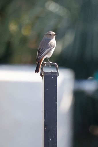 A vertical shot of the beautiful chat bird perched on the metal pillar
