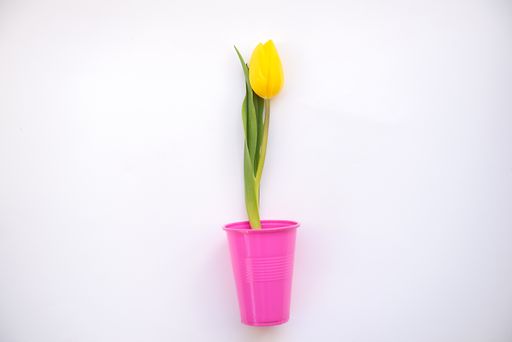 closeup photo of yellow tulip in pink plastic cup on a white background