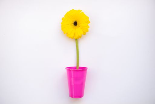 closeup photo of yellow tulip in pink plastic cup on a white background