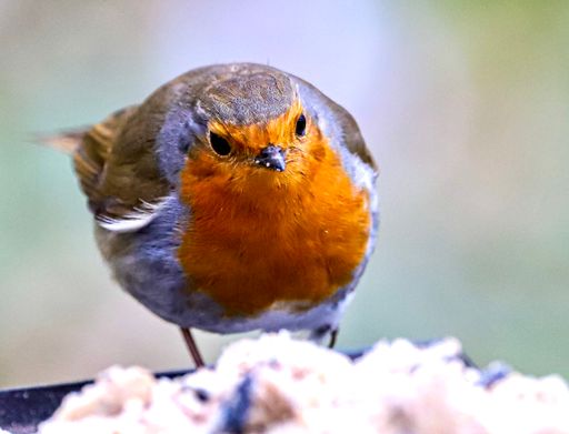 The selective focus shot of the yellow and white robin standing on the branch