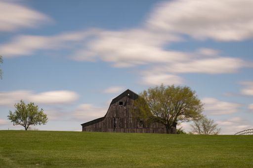 A sunny shot of an old wooden barn  standing in a field with trees under a blue sky