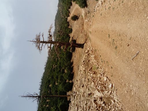 A vertical shot of the rocky road with the leafless trees and green bushes under the cloudy sky