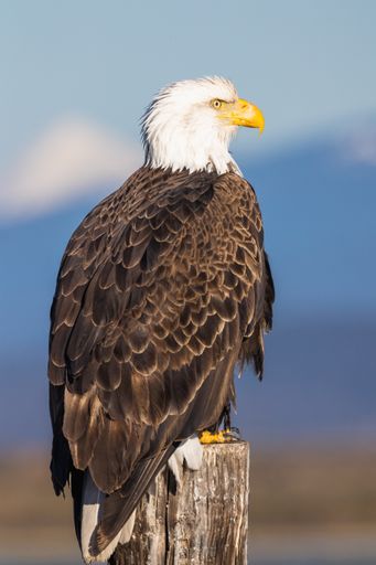A vertical closeup of the Bald eagle perched on the wooden pole against the blurred background