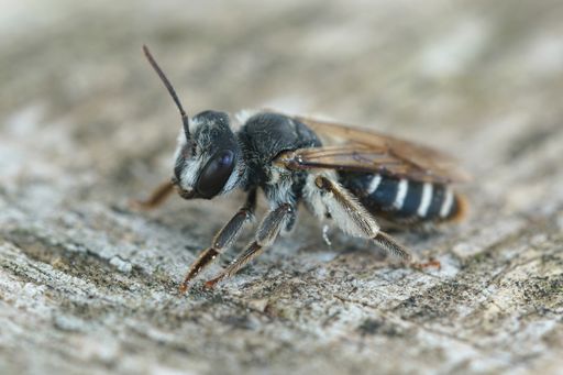 Closeup on a female of a Southern mining bee, Andrena decipiens sitting on a piece of wood in Southern France