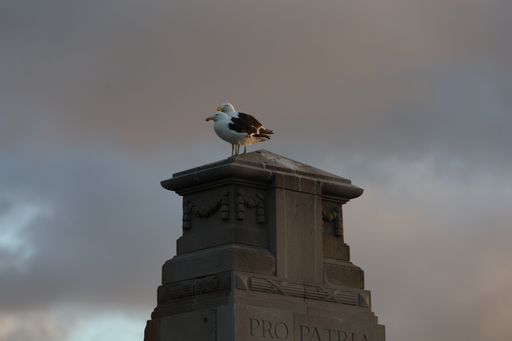 A low angle shot of seagulls perched on top of a building under a cloudy sky