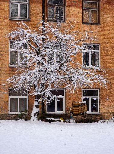 A vertical shot of a snow-covered tree behind an apartment building