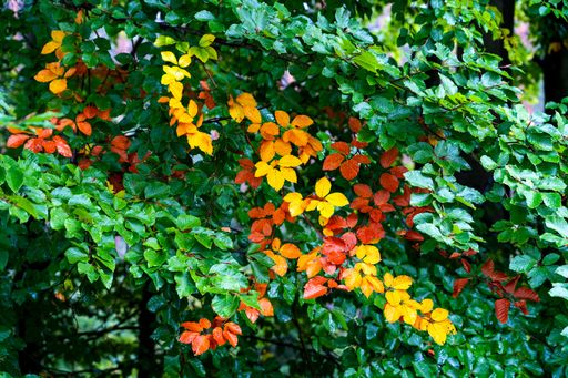 A close up shot of a beautiful tree in different autumnal colors