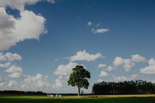 A landscape shot of a grassy field with a tall tree in the center