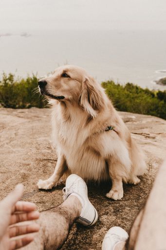 A vertical shot of a Golden retriever sitting on a cliff with a man's leg visible in the shot
