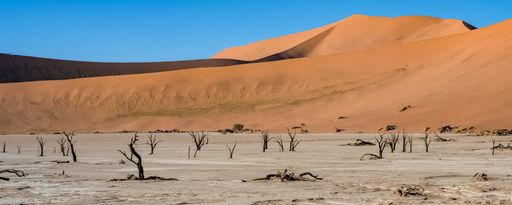 Namibia, the Namib desert, dead acacias in the Dead Valley, the red dunes in background