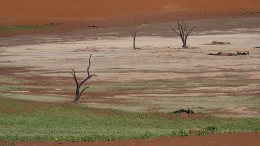 Namibia, the Namib desert, dead acacias in the Dead Valley, the red dunes in background