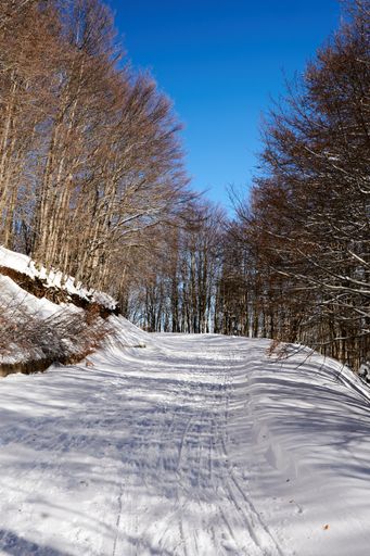 A vertical shot of a snowy mountain road with bare trees on both sides on a blue sky background