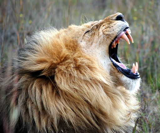 A side profile shallow focus shot of a male lion roaring in nature