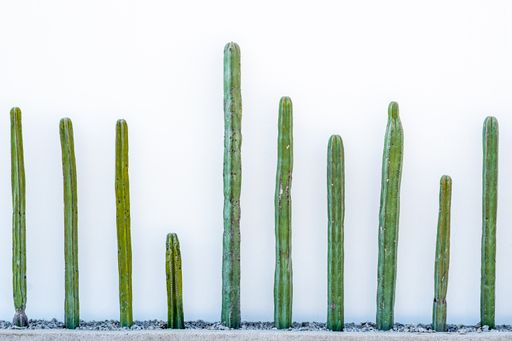 A group of exotic cactus plants grown in front of a white wall captured during the daytime