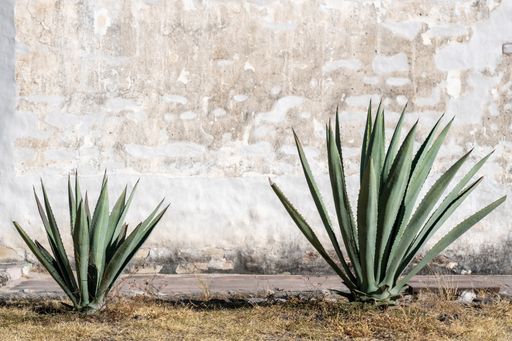 The Espadin Agave plants grown by an old white wall captured in Oaxaca, Mexico