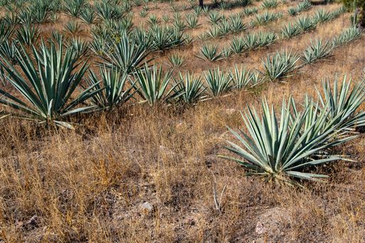 A high angle shot of lines of Espadin Agave plants on a field covered with dried grass in Mexico