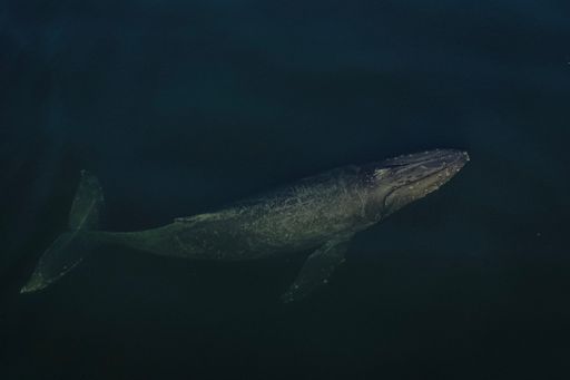 An aerial shot of a whale swimming above the surface in the cold water of the ocean