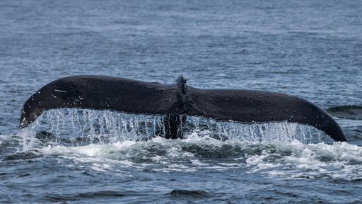 A beautiful shot of a whale's tail above the surface in the cold water of the ocean