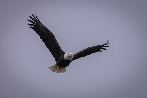 A low angle shot of a bald eagle flying on a cloudy sky during daytime