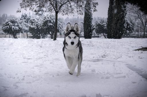 A winter landscape of a Siberian Husky looing at the camera walking in the field
