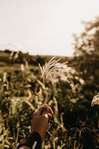 A vertical shallow focused shot of a person's hand holding a white plant in a field