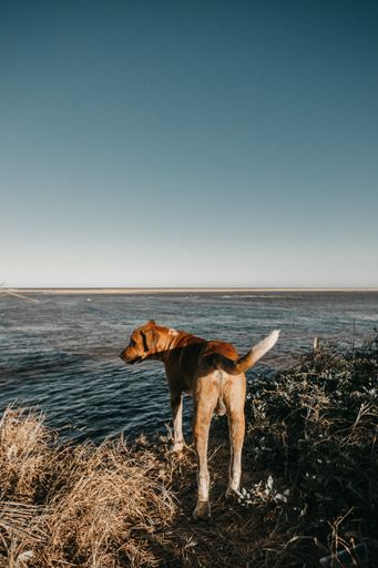 a vertical shot of a brown dog standing in grass near a body of water
