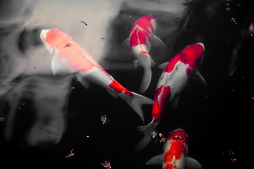 A high angle shot of a group of beautiful Koi fish swimming near the surface of a lake
