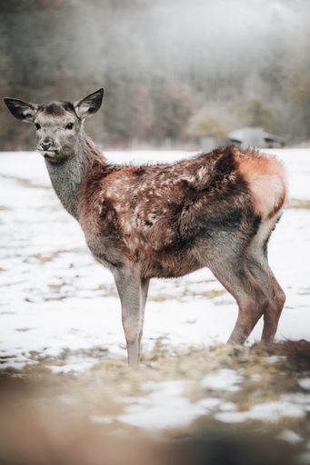 A vertical shot of a Bactrian deer standing on a snowy grass