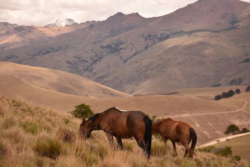 Two beautiful brown horses in the field grazing dry grass
