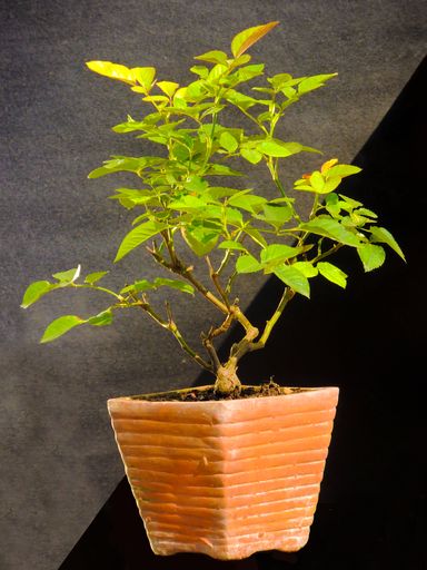 A small bonsai tree in a pot isolated on a black background