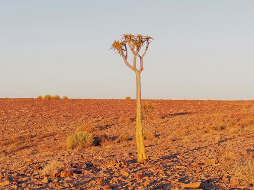 A quiver tree in the middle of Namib desert on an orange sunset