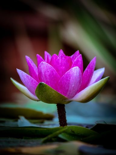 A selective focus shot of pink lotus flower