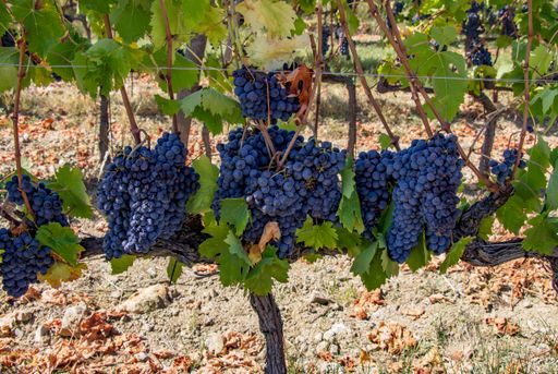 The Sangiovese grapes in Tuscany, Italy