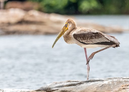 A painted stork perched on a rock by a lake on a sunny day
