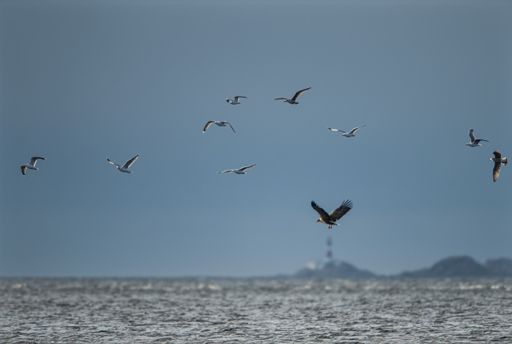 A beautiful view of the seagulls flying over the calm sea