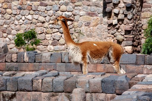 The Llama walking on the ruins of an Inca archaeological site in Cusco, Peru