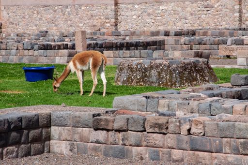 A llama standing on the grass between ruins of an Inca archaeological site in Cusco, Peru