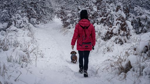 A rear view of a girl in warm clothing walking her dog on the snow-covered forest path in winter