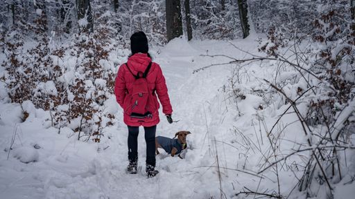 A scenic view of a girl with her dog walking in a forest of leafless trees and shrubs covered with snow