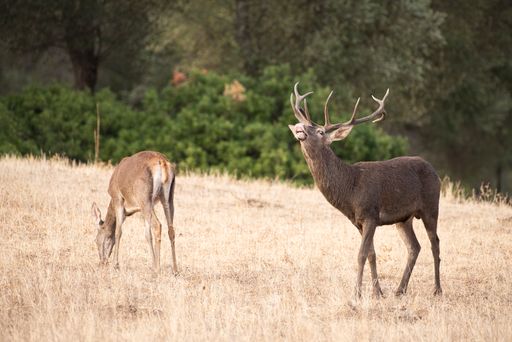 A shot of deer in Spain