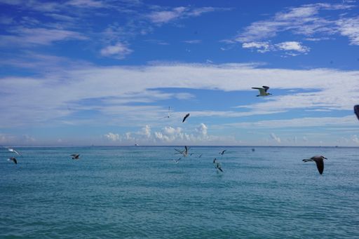 A scenery of a flock of seagulls flying over the calm blue sea